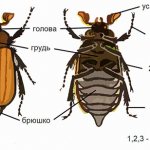 external-structure-of-insect