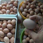 At what month do laying hens start laying eggs?