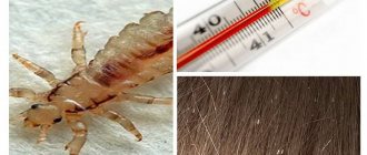 Lice and temperature