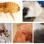 Lice from a cat