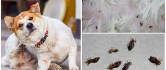 lice in dogs