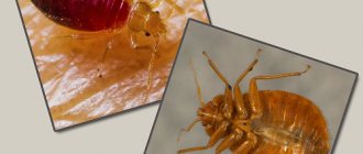 When choosing a means and method for exterminating bedbugs, it is useful to first read the reviews of those people who have already gone through this and are ready to share the important nuances of this difficult fight against parasites...