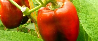 &#39;We grow on the plot one of the most popular types of sweet pepper - &quot;Kubyshka&quot;&#39; width=&quot;800