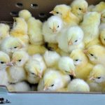 Raising broilers for meat at home