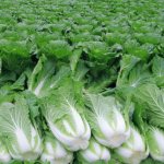 growing Chinese cabbage