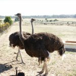 ostrich farming as a business