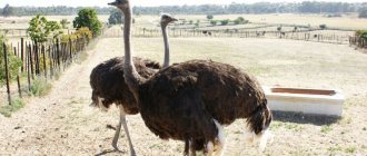 ostrich farming as a business