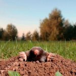 Let&#39;s find out what moles are most afraid of and how this can be applied in practice to scare them away from the site.