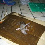 Let&#39;s find out what adhesives exist today for catching rats and mice and whether sticky traps are really effective in fighting rodents...