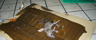 Выясняем, какие сегодня существуют клеи для ловли крыс и мышей и действительно ли липкие ловушки эффективны в борьбе с грызунами...