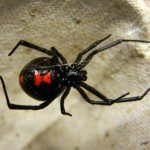 Poisonous karakurt spider