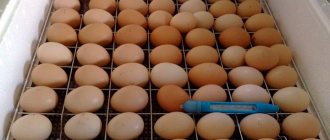 Eggs lie in the incubator