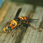 Являются ли шершни настоящими убийцами пчел и способен ли многотысячный улей защититься от нападения?..