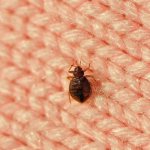 Conspiracy against bedbugs