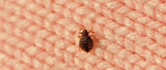 Conspiracy against bedbugs