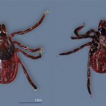 The western black-legged tick Ixodes pacificus is distributed on the western (Pacific) coast of the United States, where it serves as the main vector of tick-borne borreliosis (Lyme disease). The photo shows a view from the dorsal and ventral sides. © CC BY 2.0, photo by Don Loarie 