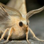 There are moths and they are eating clothes - what do moths eat?