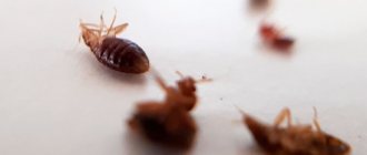 Here, a drug based on FOS was used against them - bedbugs die very quickly from such drugs.