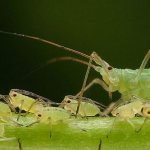 Green aphid