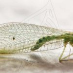 Green midges with transparent wings - lacewing
