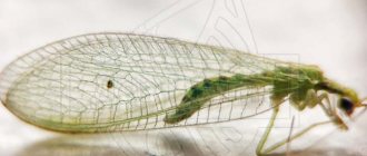Green midges with transparent wings - lacewing