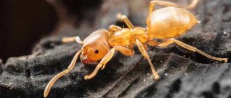 Желтые фараоновы муравьи