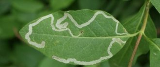 Honeysuckle affected by leaf miner