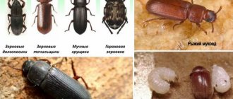 Bugs that grow in cereals