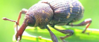 beetle weevil