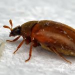 The carpet beetle poses a danger to things and human health. To prevent adverse consequences, it is important to begin pest control as early as possible, using available methods and means. 