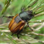 Beetle Kuzka