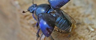 Жук-навозник-насекомое-Описание-особенности-виды-образ-жизни-и-среда-обитания-навозника-13