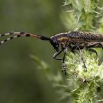 Longhorned beetle-insect-Description-features-species-lifestyle-and-habitat-of the longhorned beetle-4