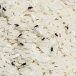 Bugs that live in rice