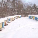 Winter time, at first glance, gives the beekeeper an opportunity to take a breath while the bees sit in the streets and wait for spring, but one should not relax - one must keep everything under control
